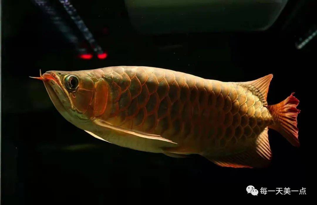 龙鱼| 生意兴隆,年年有余