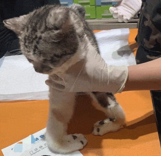 危险预警 | 变态情侣领养猫后,剪掉猫牙打断猫腿,竟还