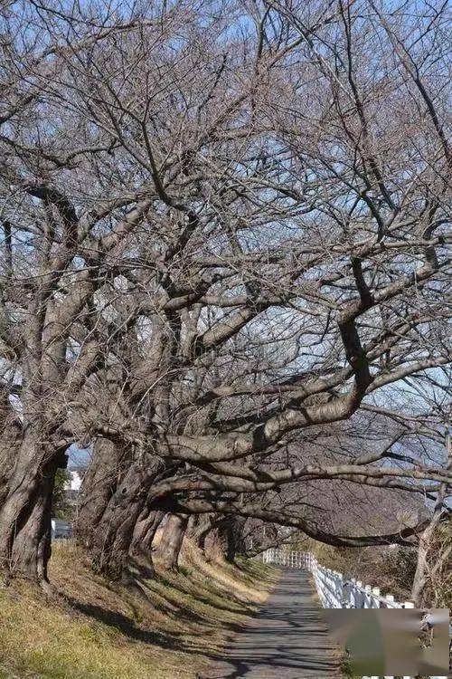 我手捂额头,两目直视,樱花树三米多高的样子,孤零零地伫立在那儿.