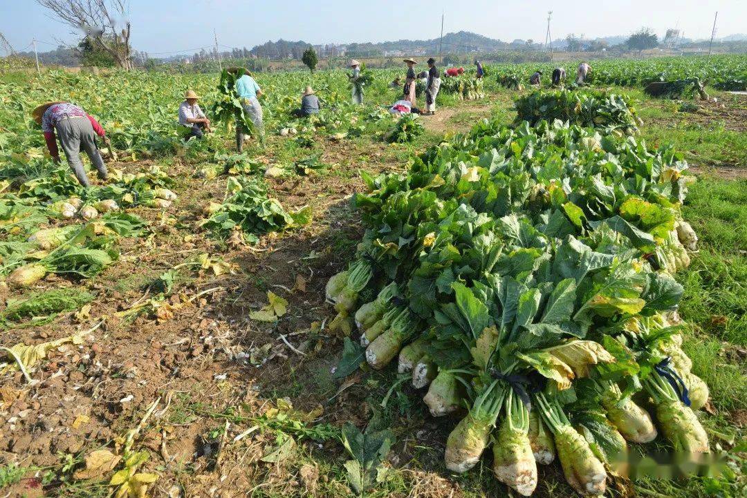 最重一个达10斤均安大头菜今年迎来大丰收