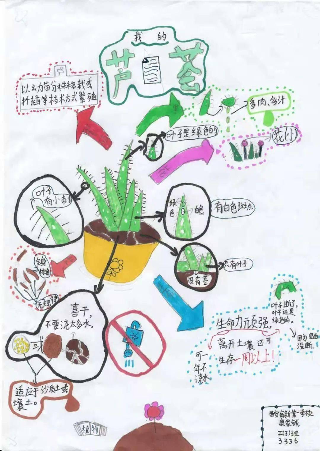 首届小哥白尼杯自然笔记大赛获奖作品出炉