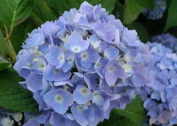 50种绣球花唯美图鉴来啦…_洋绣球