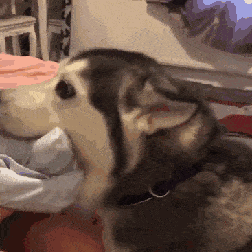 每日一笑,男人的嘴,骗人的鬼!