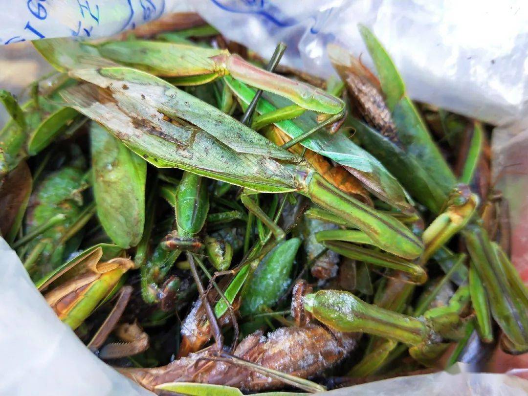 池上年货大集山珍野味全