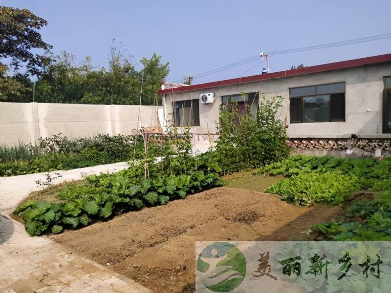 河北沧州农村小院上网出租200平院子加半亩菜园年租一万