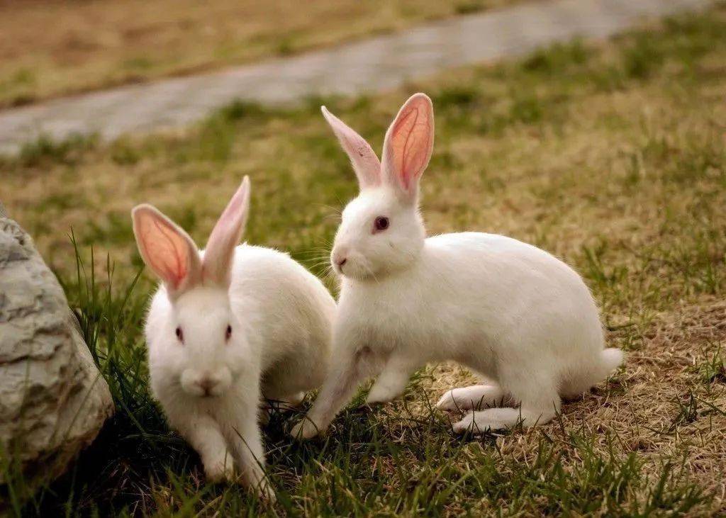 病毒性出血症(兔瘟:一种家兔高度接触性致死性传染病,临床有三种表现