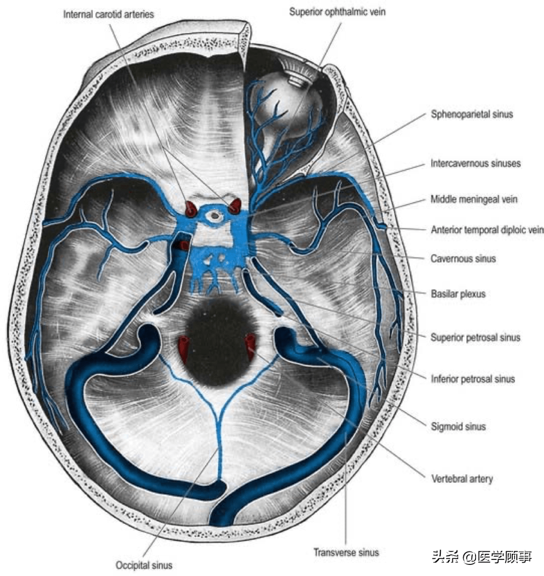 颅内静脉系统影像解剖动态立体化解剖展示