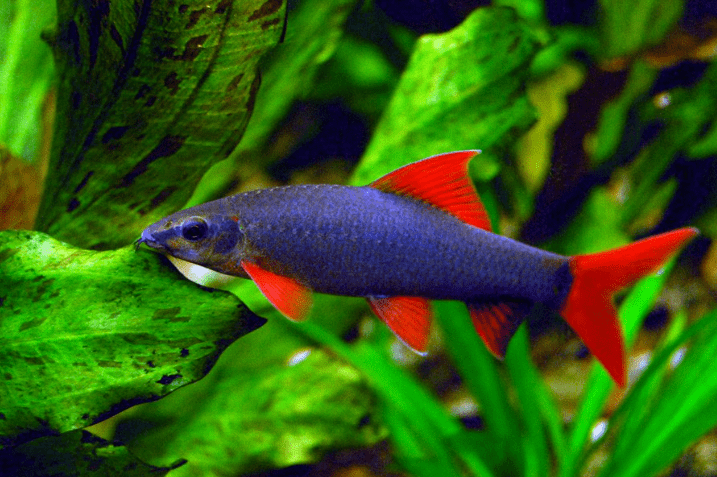五颜六色的荧光小鱼,竟然应用了转基因技术?