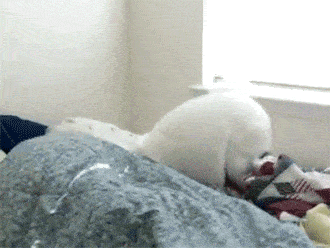 05 自从养了狗, 因为花钱的地方实在太多了, 抖音/金毛可乐 06 自从养