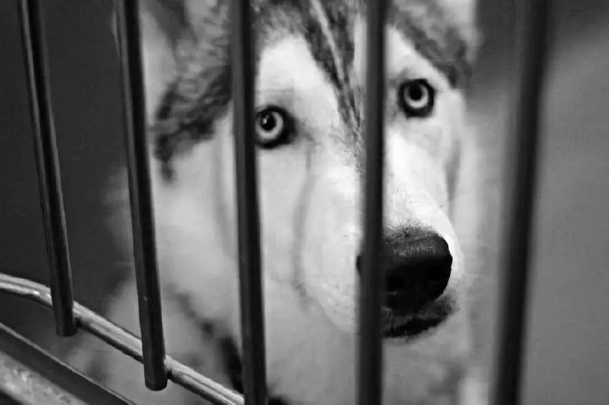 笼子里的狗狗,眼神麻木而绝望