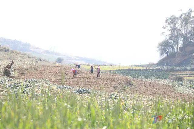 新春走基层 | 新平县建兴乡:冬闲人不闲 春耕备耕迎新年