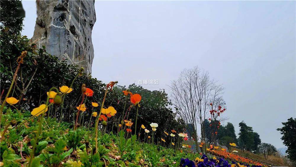 绵阳公园"气氛组"上线,每一处都是新年网红打卡地!