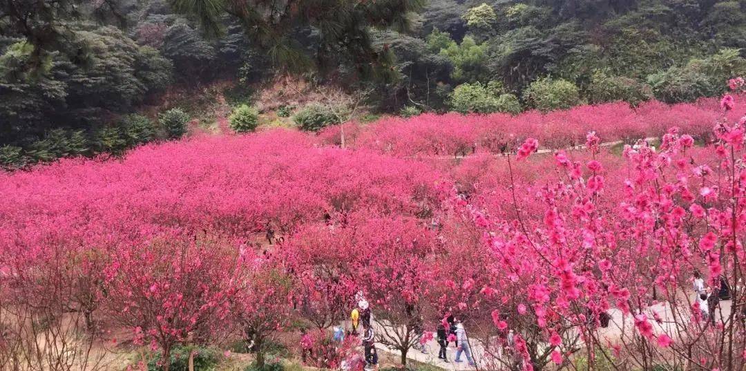 春节1天【江门千亩油菜花】江门千亩油菜花盛开,行摄桃花源,万亩葵