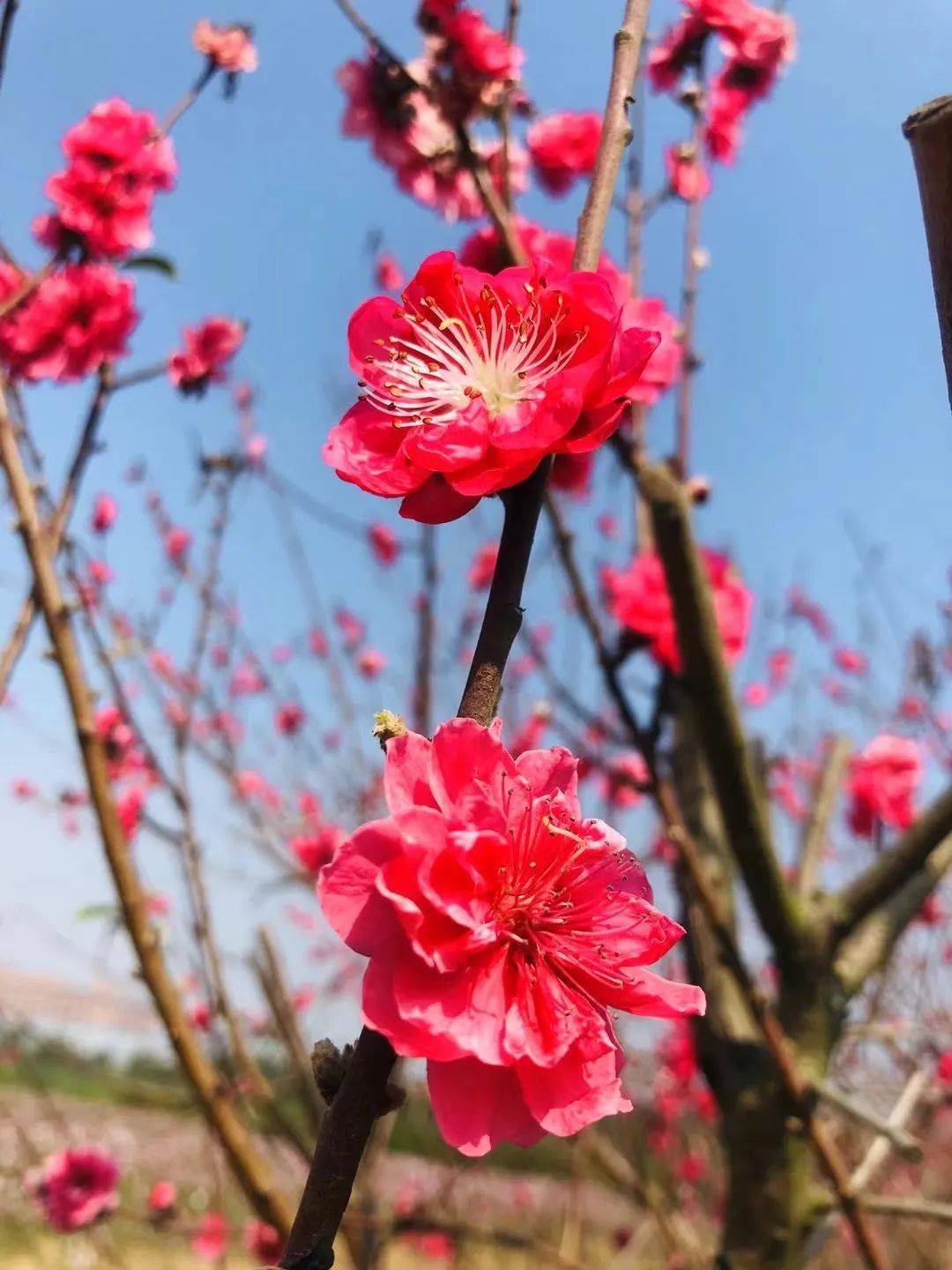 又见花海中山大批樱花始盛放