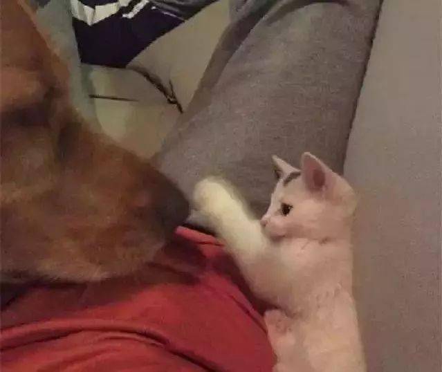 小奶猫竟然把狗狗当成亲妈,主人看了都吃醋了,感叹!白