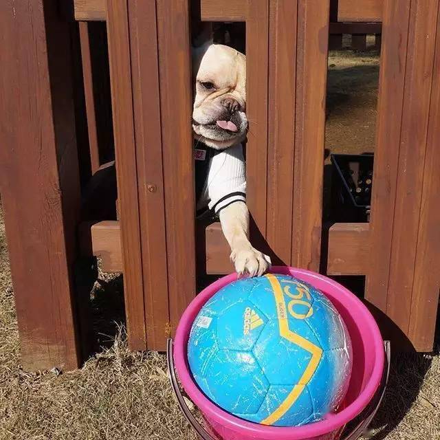 萌犬| 家有法国斗牛犬是一种怎样的心情?_欧那