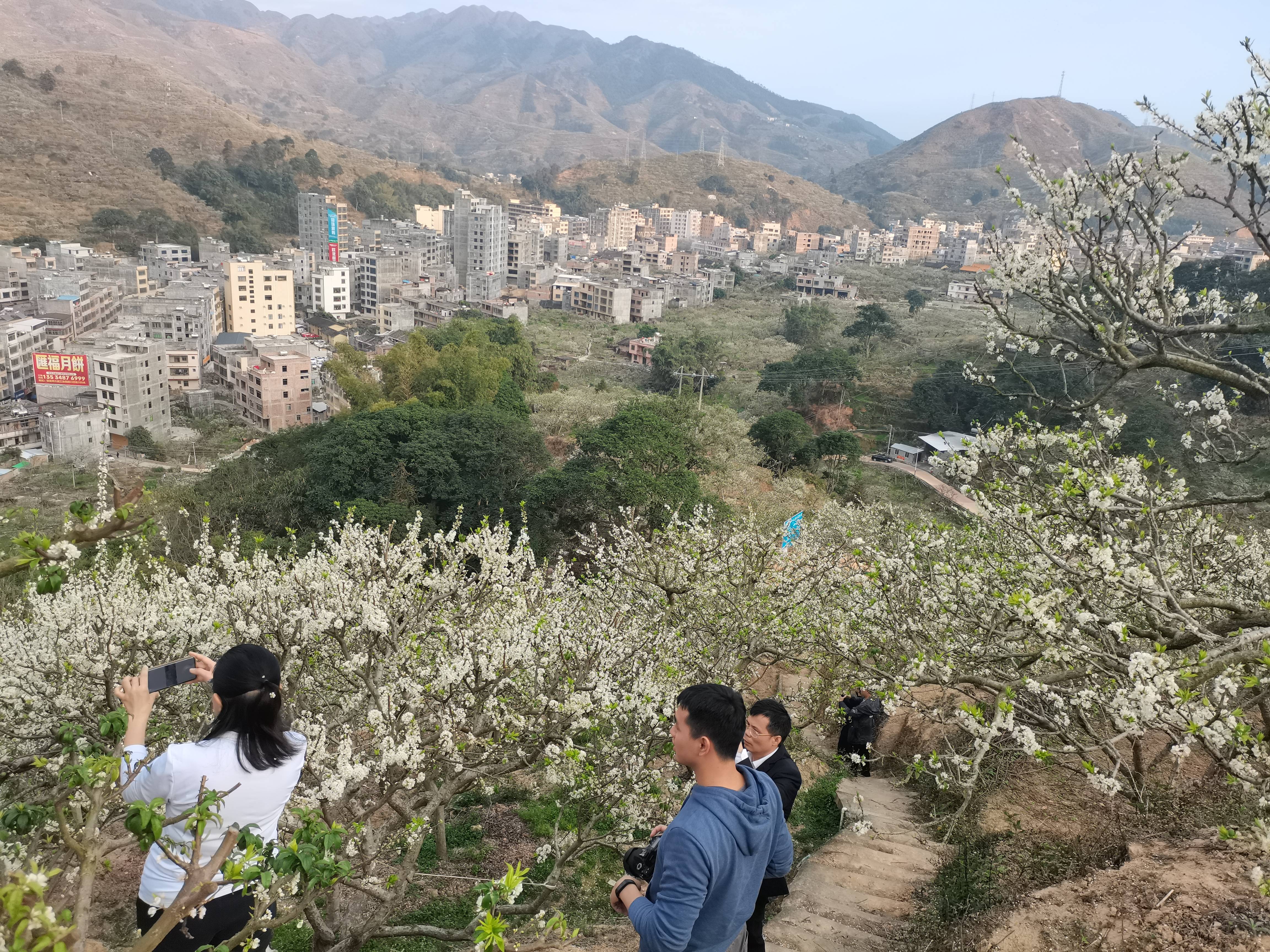 信宜钱排李花映照幸福梦