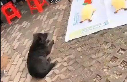 街边套圈套了条小黑狗,狗子当时就蒙了: