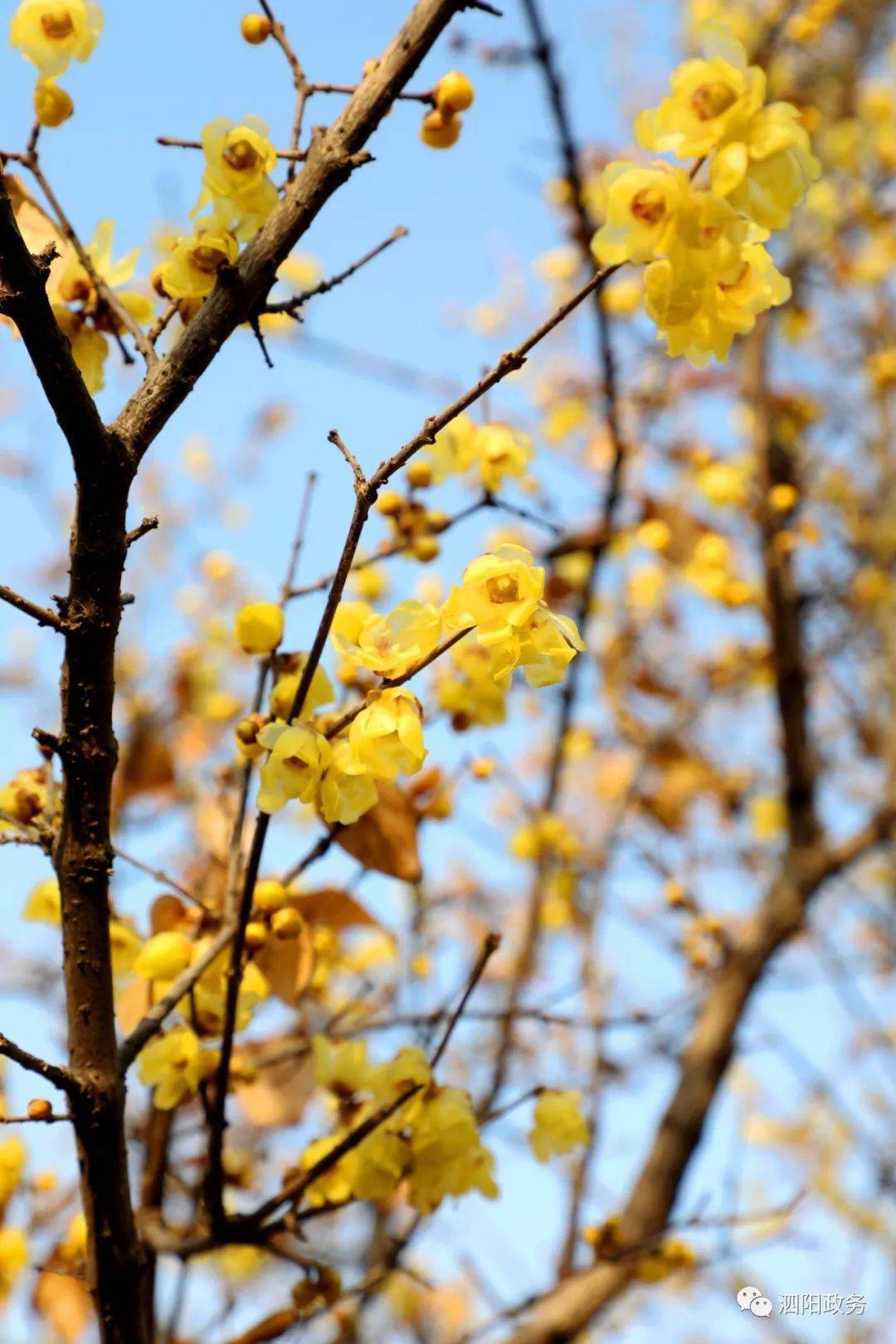 pìn香泗阳冬天最美的花