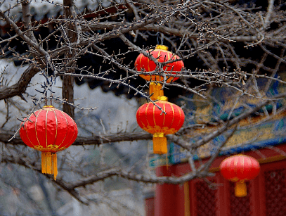 壁纸 花 桌面 407_307