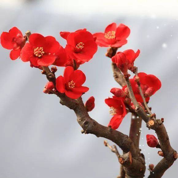 中国十大名花是什么 中国十大名花图片大全