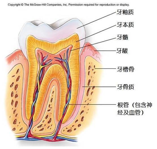 牙齿为什么要抽牙神经?