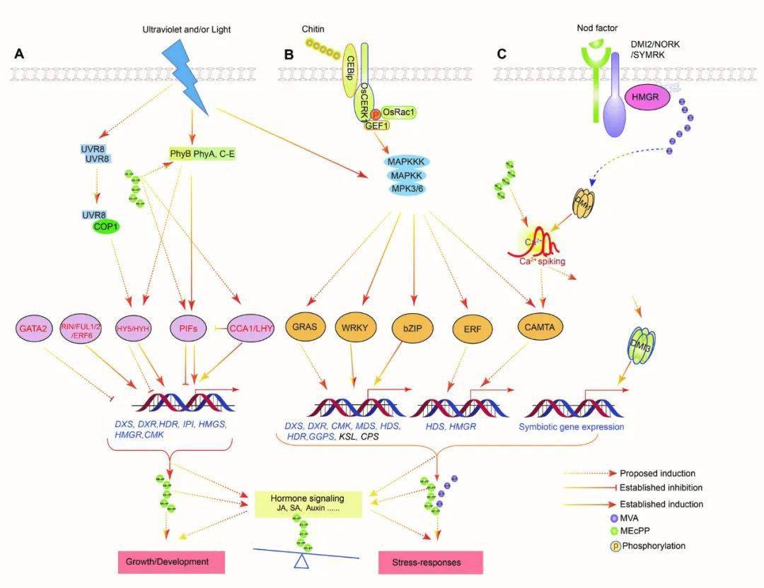 mep和mva途径参与植物生长发育和胁迫响应的调控网络博士后普晓俊和