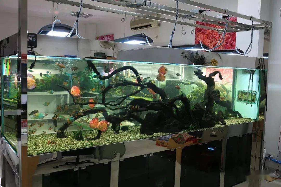 七号,粗大的沉木栽种较少的草,饲养七彩神仙.