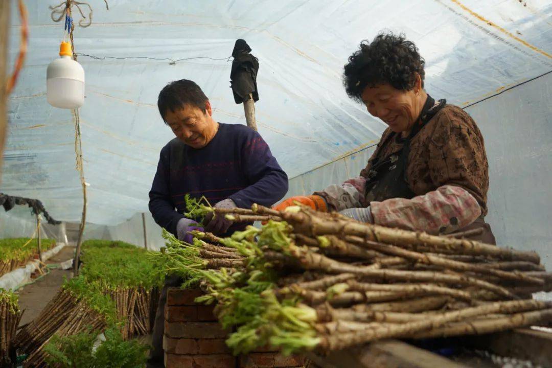 水生种植刺嫩芽高家村大棚生金流银