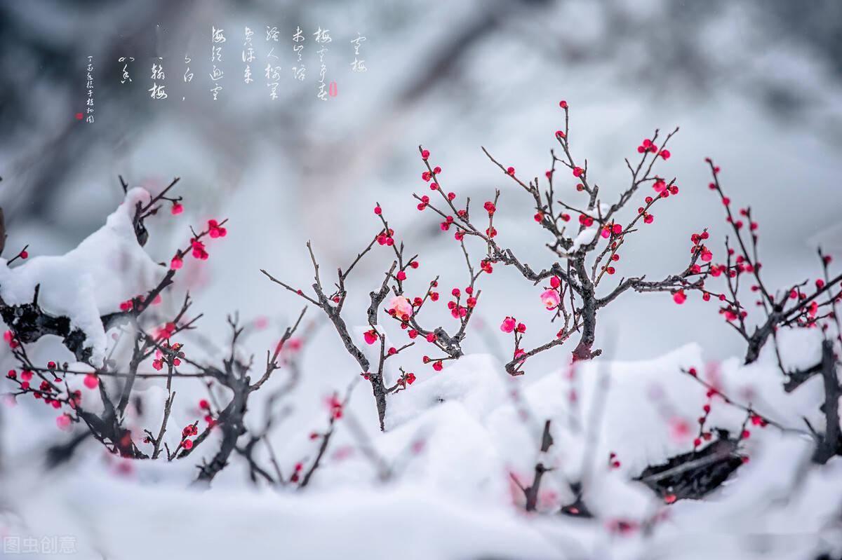 《雪梅%ub7其一—宋代%ub7卢梅坡梅雪争春未肯降,骚人搁笔费评章.