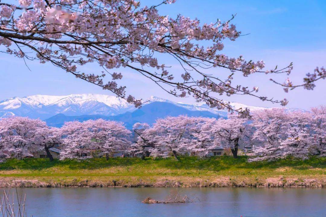 2021年日本樱花前线预测,待疫情好转,我们一起去赏樱吧!