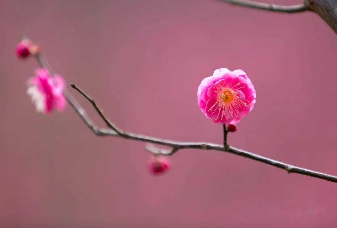 苍南金乡梅峰公园梅花盛开