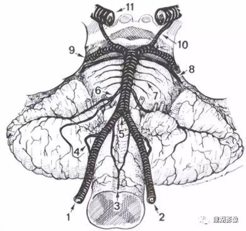 【收藏】史上最全的ct断层解剖图谱--一篇所有都有