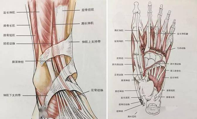 收藏史上最全的ct断层解剖图谱一篇所有都有