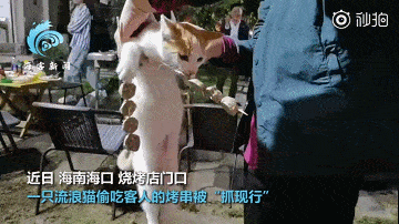 流浪猫偷吃客人烤串被抓现行:嘴里叼"手"里拿