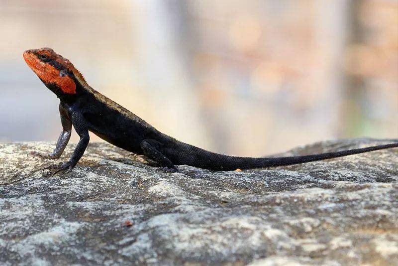 这10种漂亮的蜥蜴你见过吗