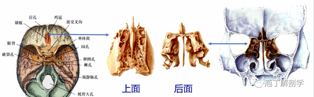 位置 孔 穿过结构 颅前窝 筛孔 嗅神经 视神经管 视神经 眼动脉 颅中
