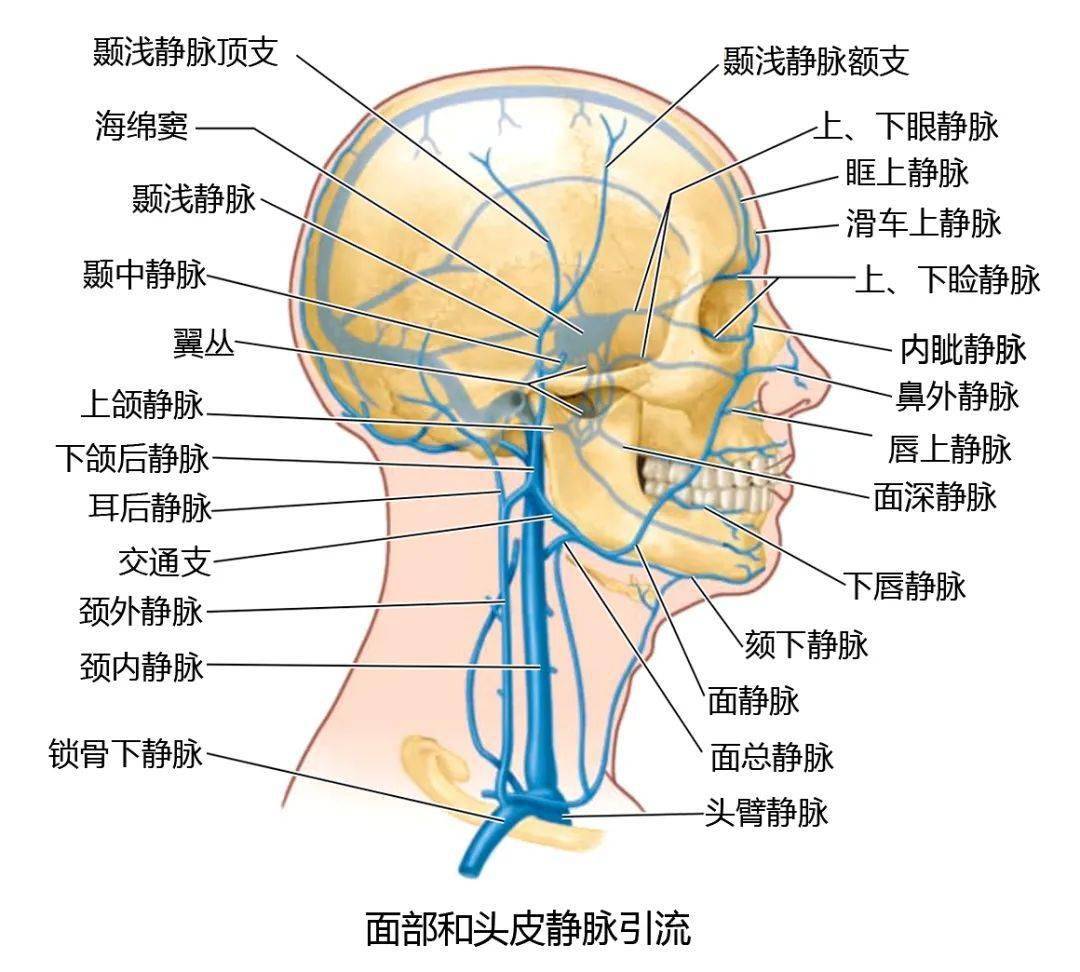 局部解剖学——面部--浅层_神经