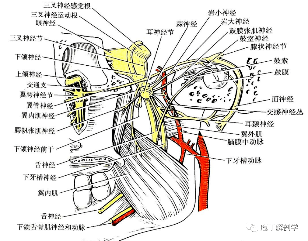 颞下窝内侧部结构(内侧面观)(1) 翼内肌和翼外肌1)翼内肌:起自翼窝