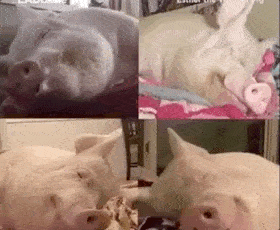 猪猪都有可能吹着小空调 盖着小毯子 在  家 睡 睡觉就睡觉吧 最过分
