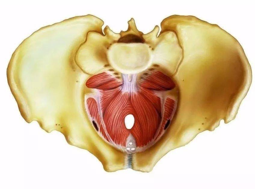 盆底肌解剖图_肌肉