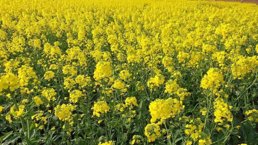 【特价368元】江门千亩油菜花海 桃花源 葵树林 彩虹村 圭峰山,住四星