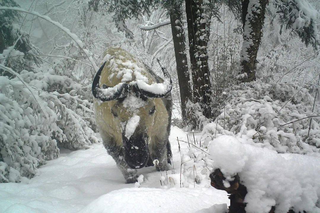 雪地生灵丨冰雪环境中的牛科动物