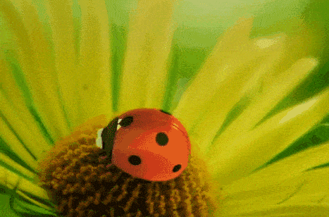 小昆虫的形象让人眼前一亮.