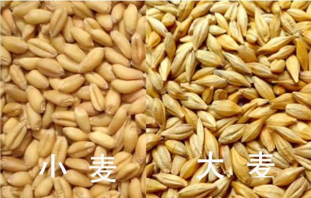 那么大麦和小麦到底有什么区别呢?