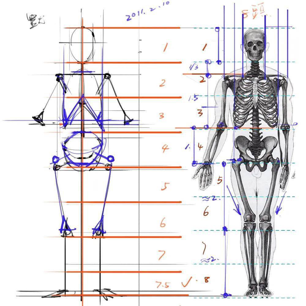 人体骨骼姿势绘画解剖草图参考合集