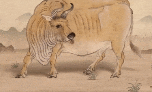 牛气冲天,藏在博物馆里的牛!