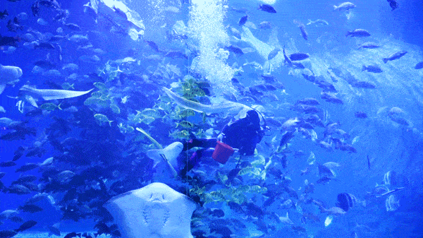 拯救春节无聊123元玩转赣州极地海洋世界