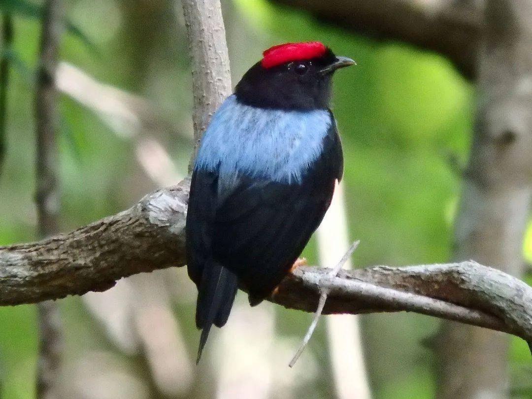  Are Hummingbirds Attracted to the Color Red? Discover the Secrets Behind Their Color Preferences!