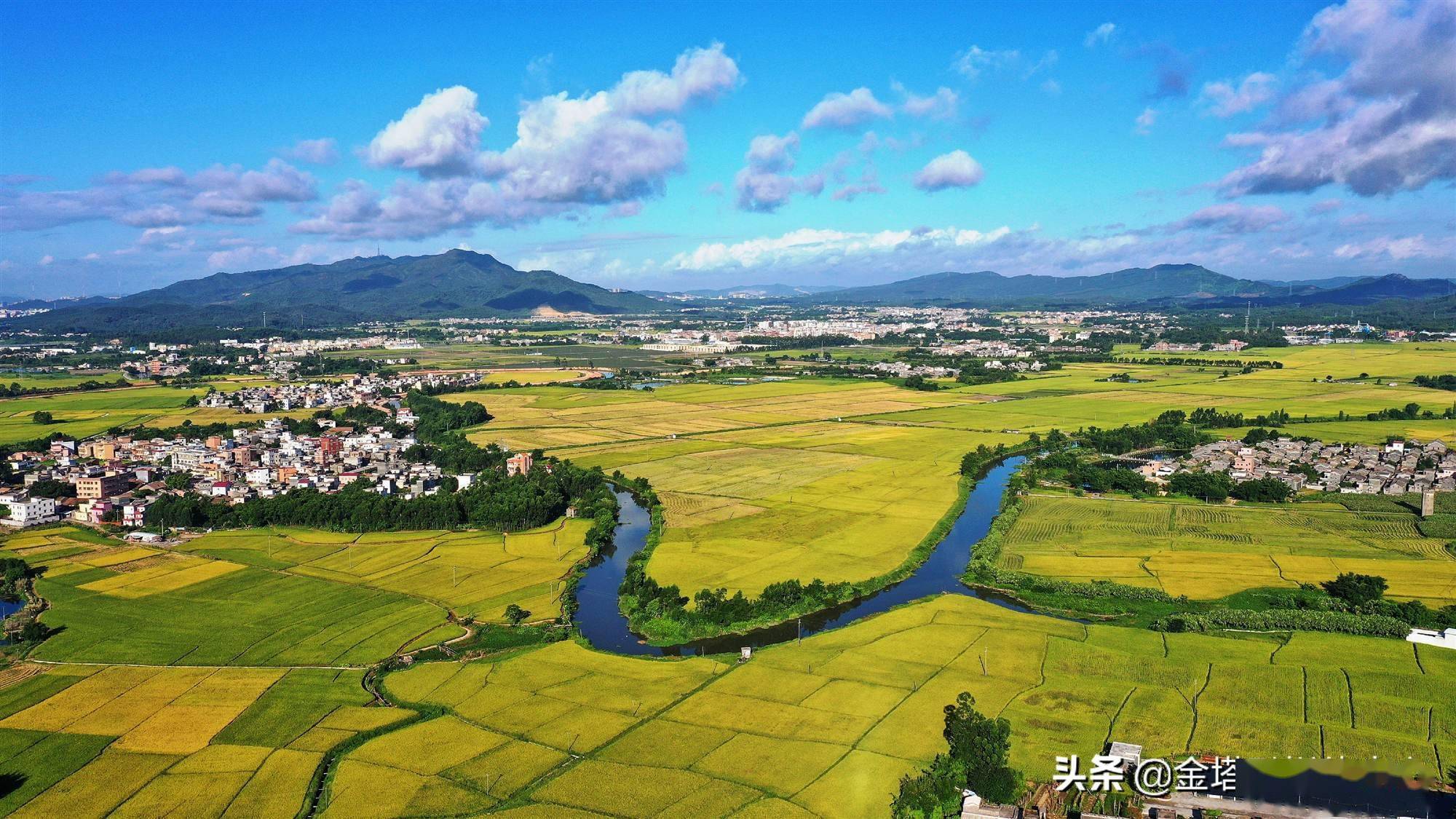 广东鹤山:址山田园稻飘香